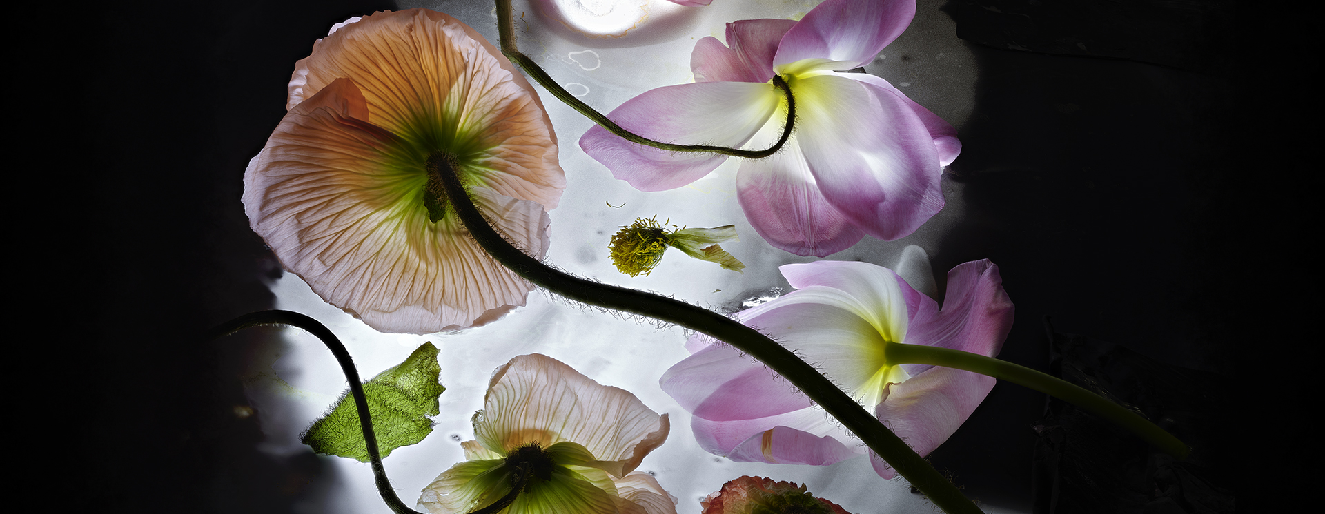 Mario Carrieri, "FIORI n. 968" - 2021