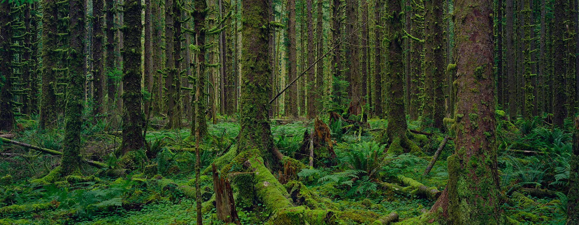 "Mitch Epstein. American Nature"