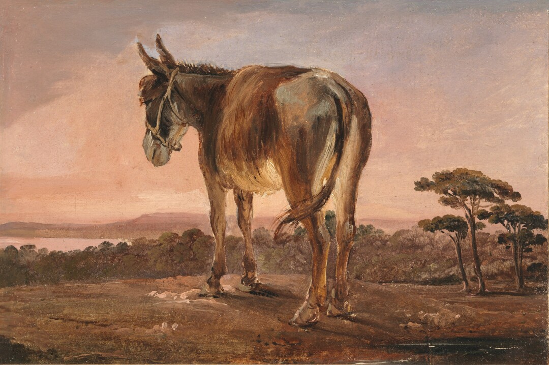 Asinello