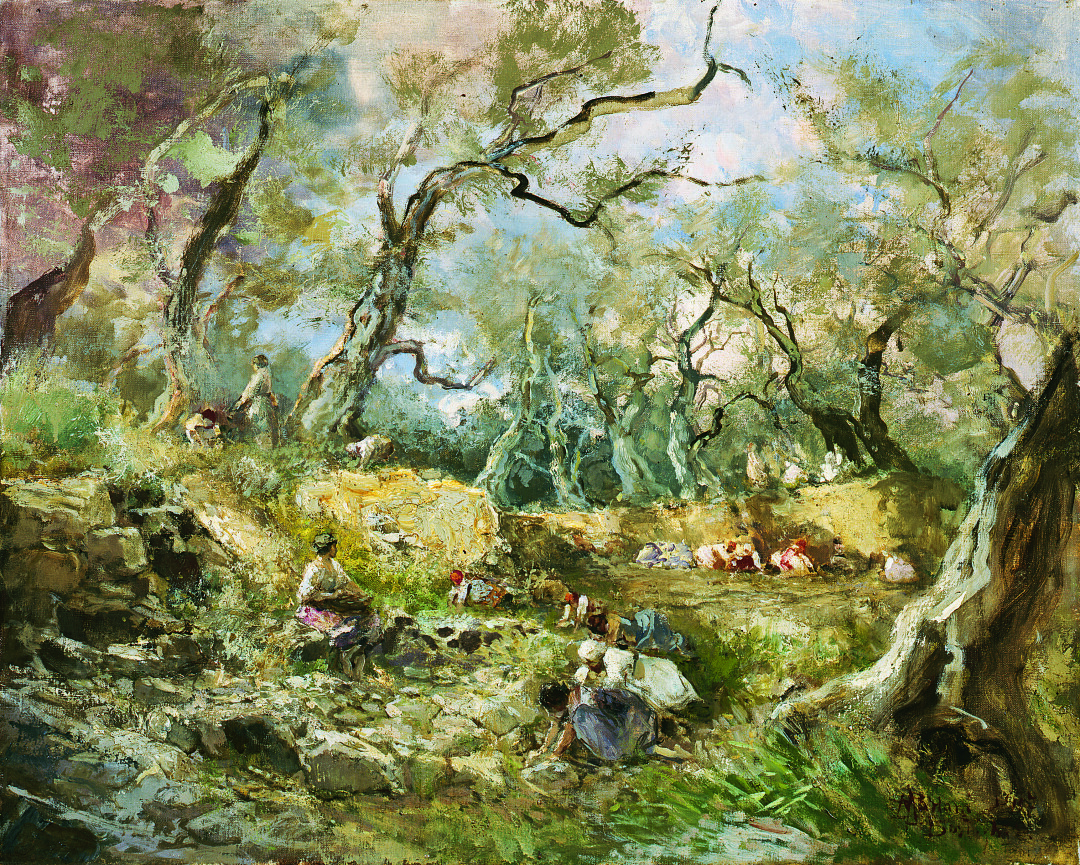 La raccolta delle olive a Bordighera