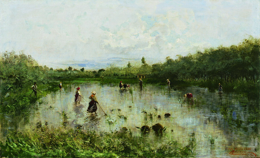 Risaia alla Zelata
