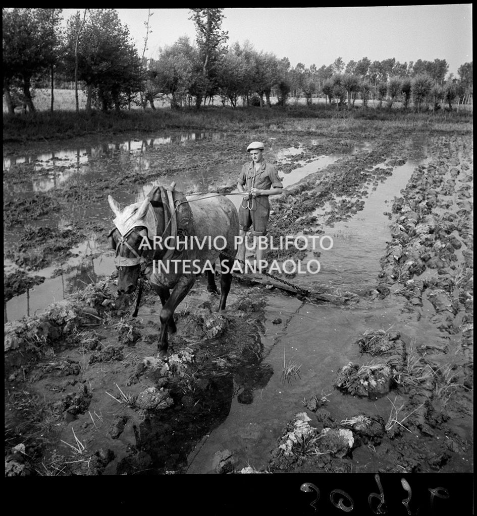 Working in the rice field