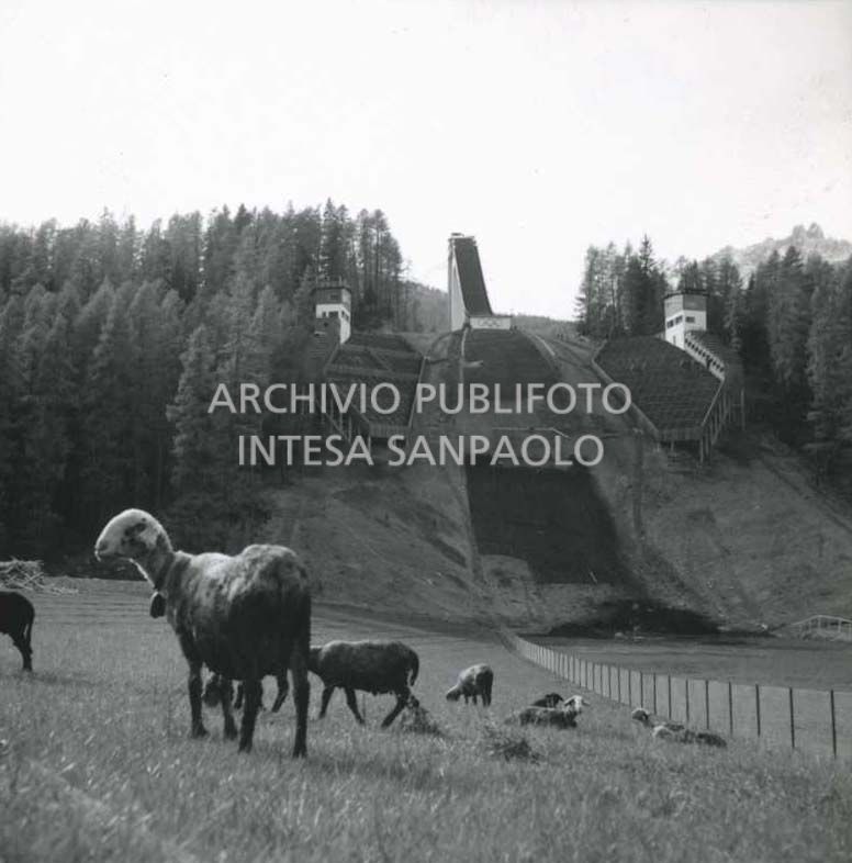 Sheep grazing in the meadows behind the Trampolino Italia ski jump construction site