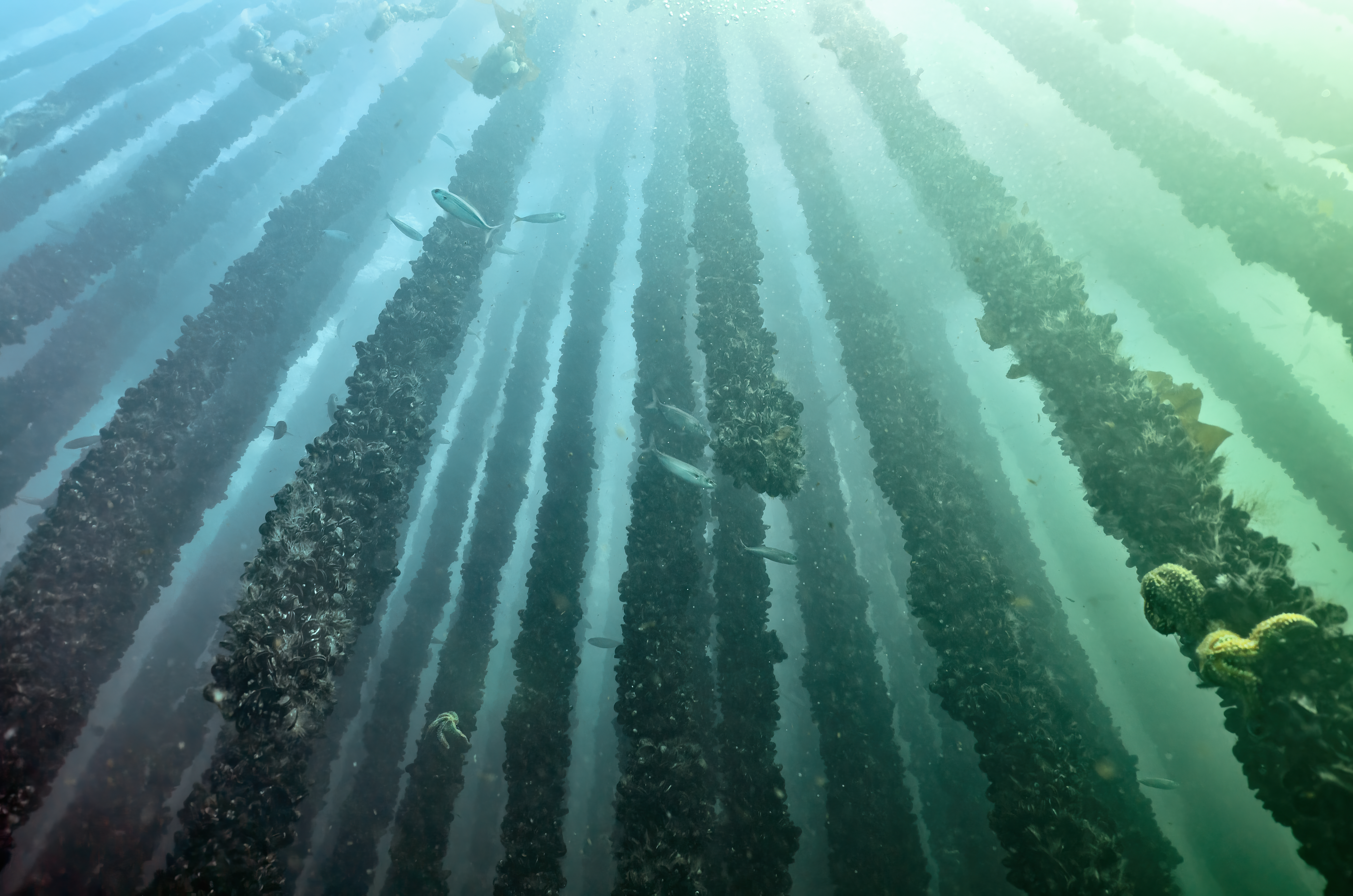 Nature power mussels farming #1, Spagna, 2022 © Luca Locatelli 