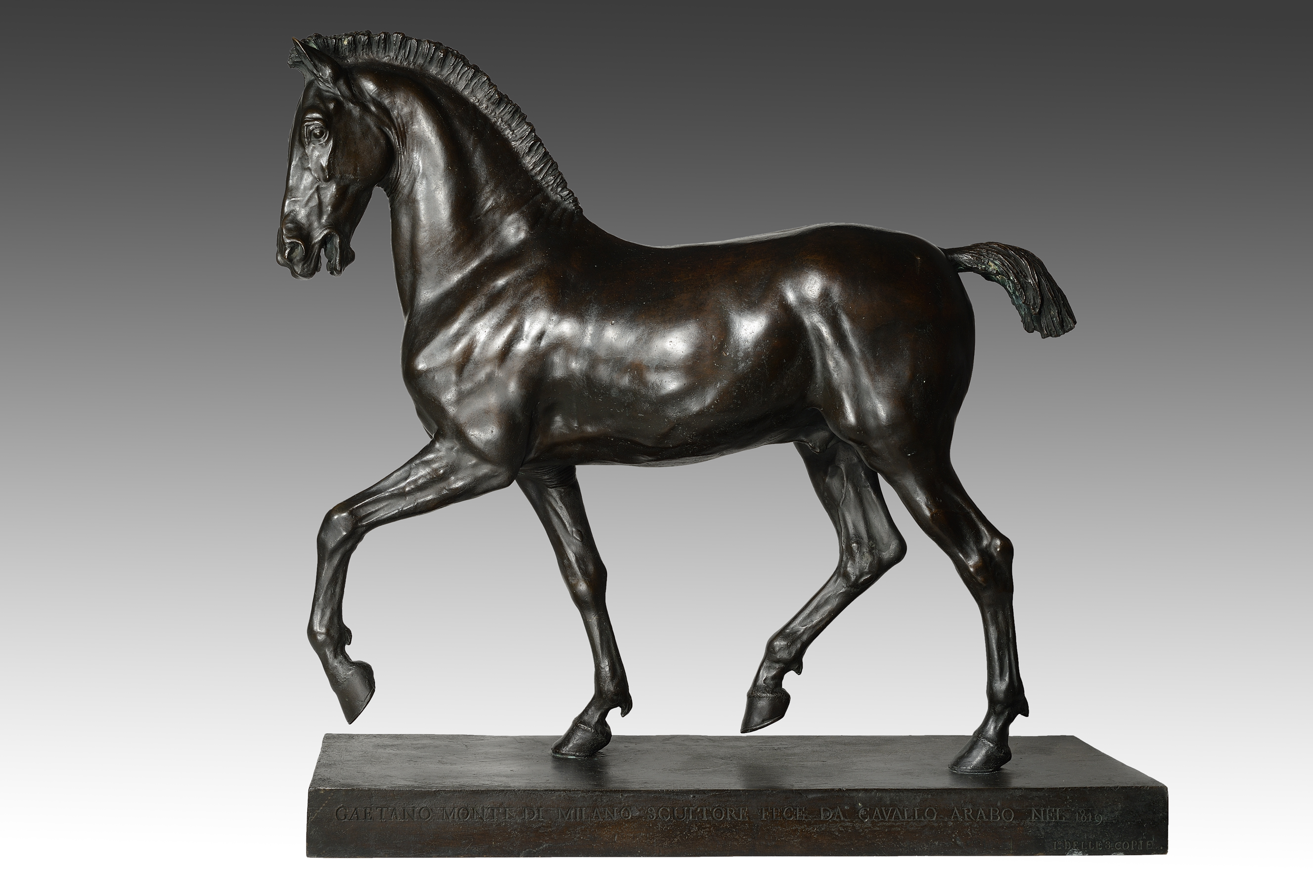 Gaetano Monti, Cavallo arabo