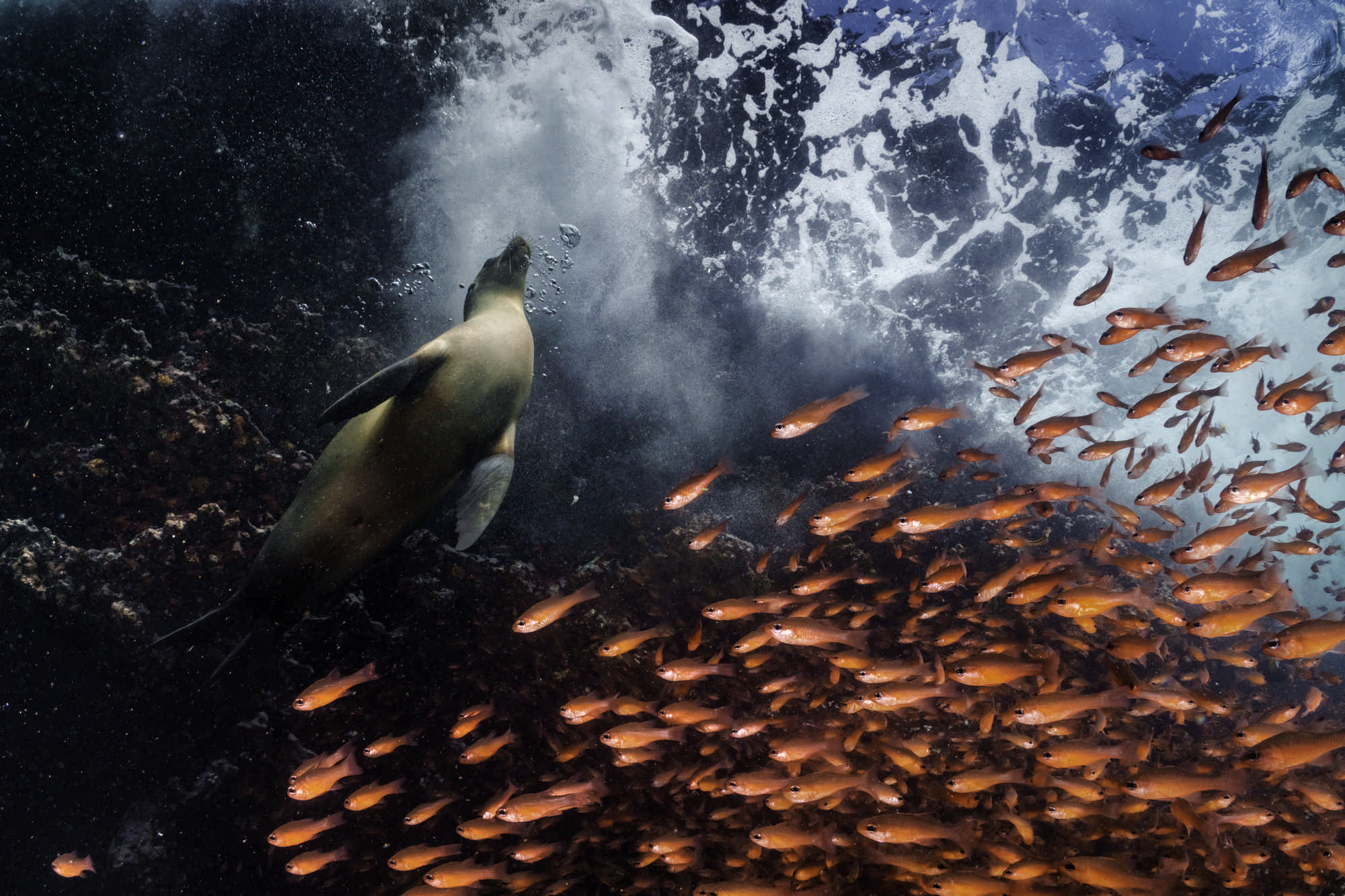 Isole Galapagos. 2021 © Cristina Mittermeier