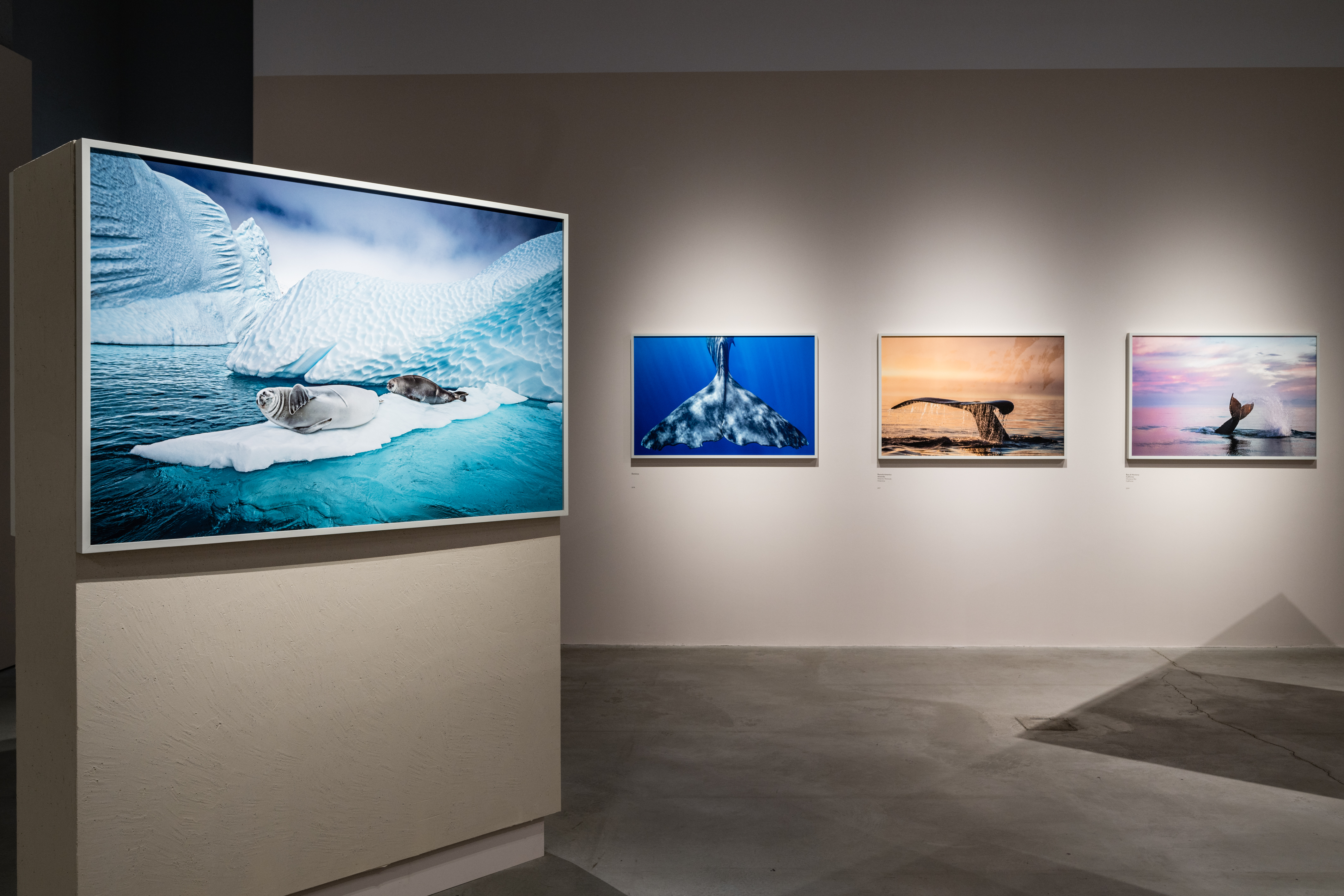 Cristina Mittermeier. Cristina Mittermeier. A greater wisdom - group of photographs with ocean - ice