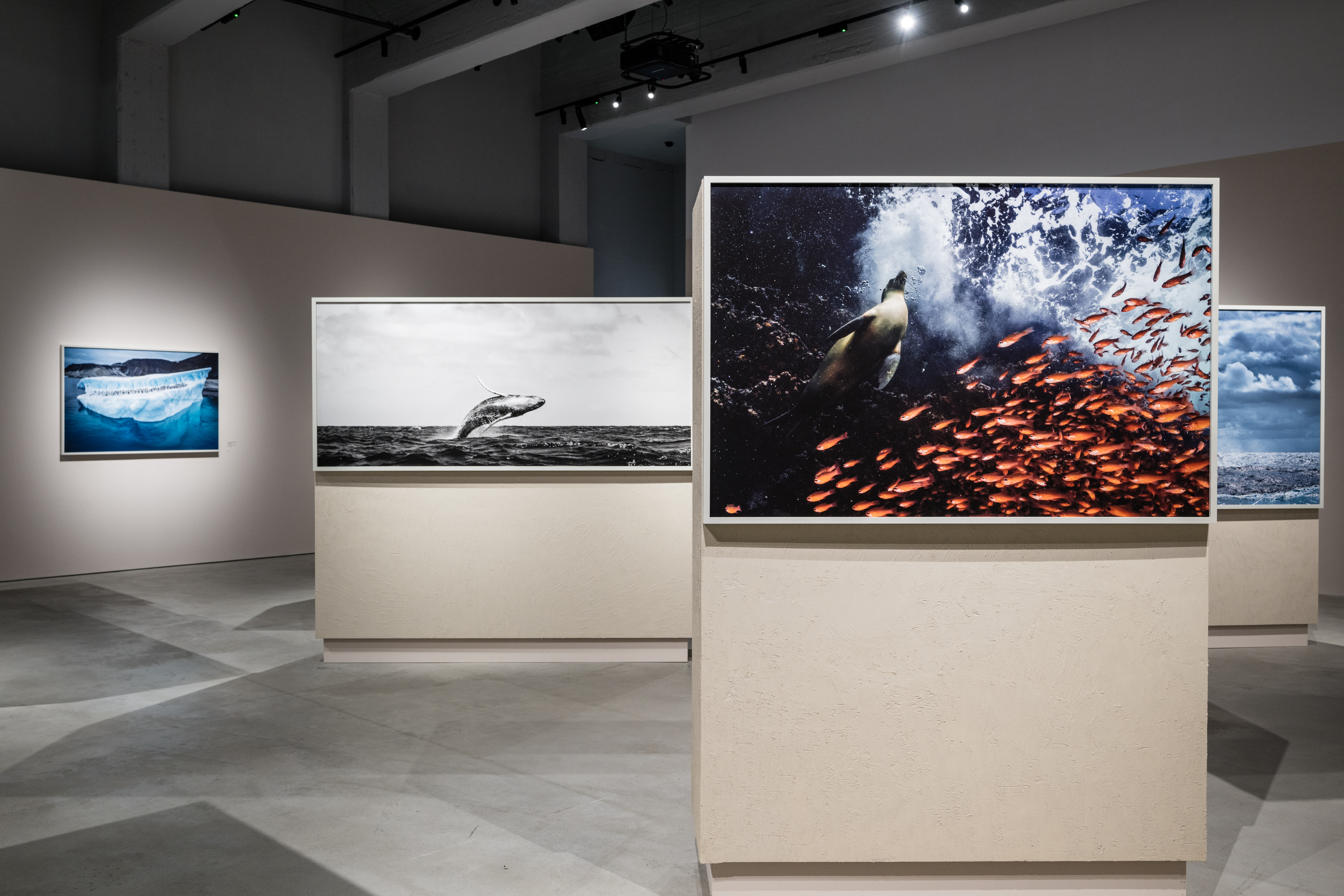 Cristina Mittermeier. Cristina Mittermeier. A greater wisdom - group of photographs with ocean - seal