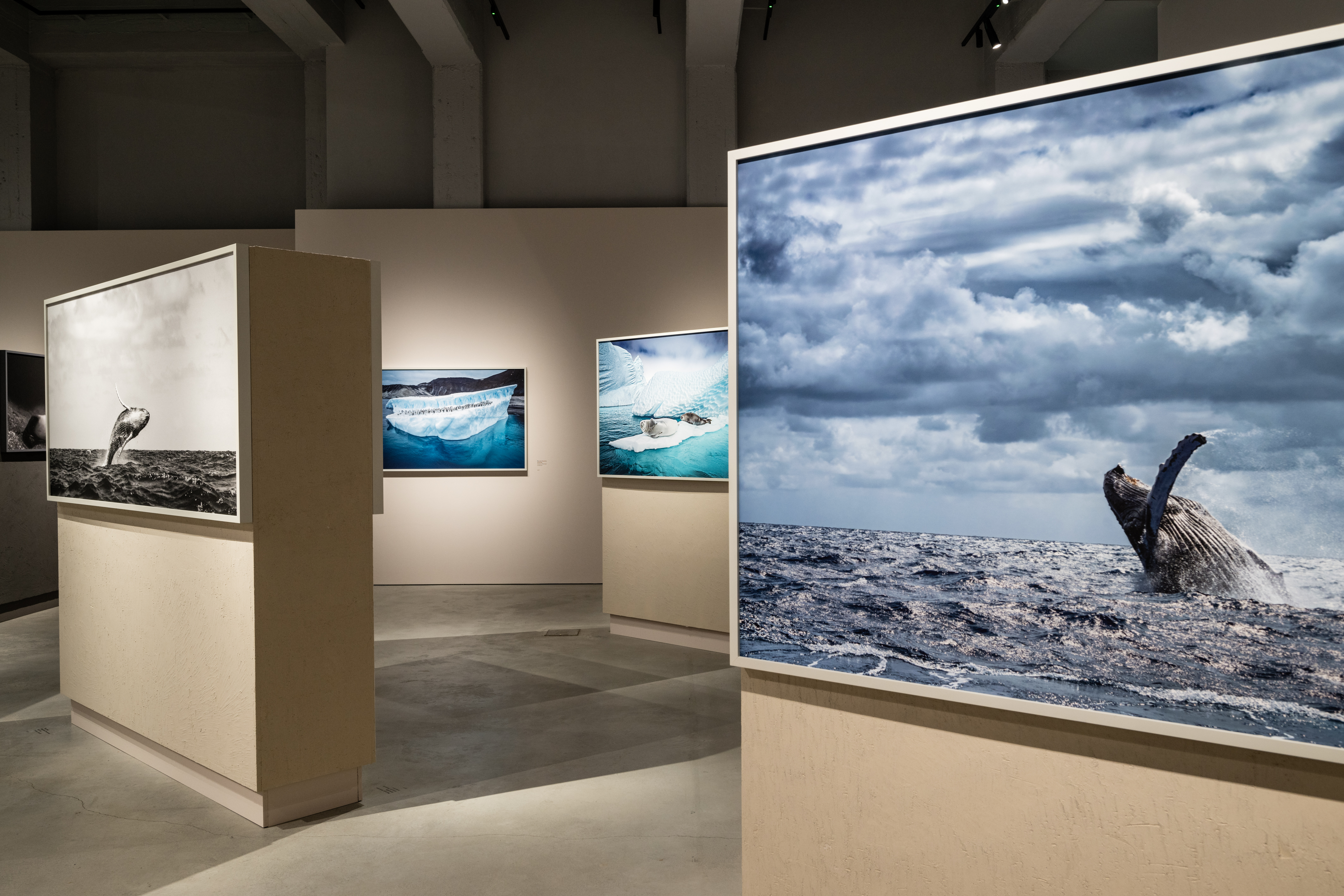 Cristina Mittermeier. A greater wisdom - group of photographs with ocean