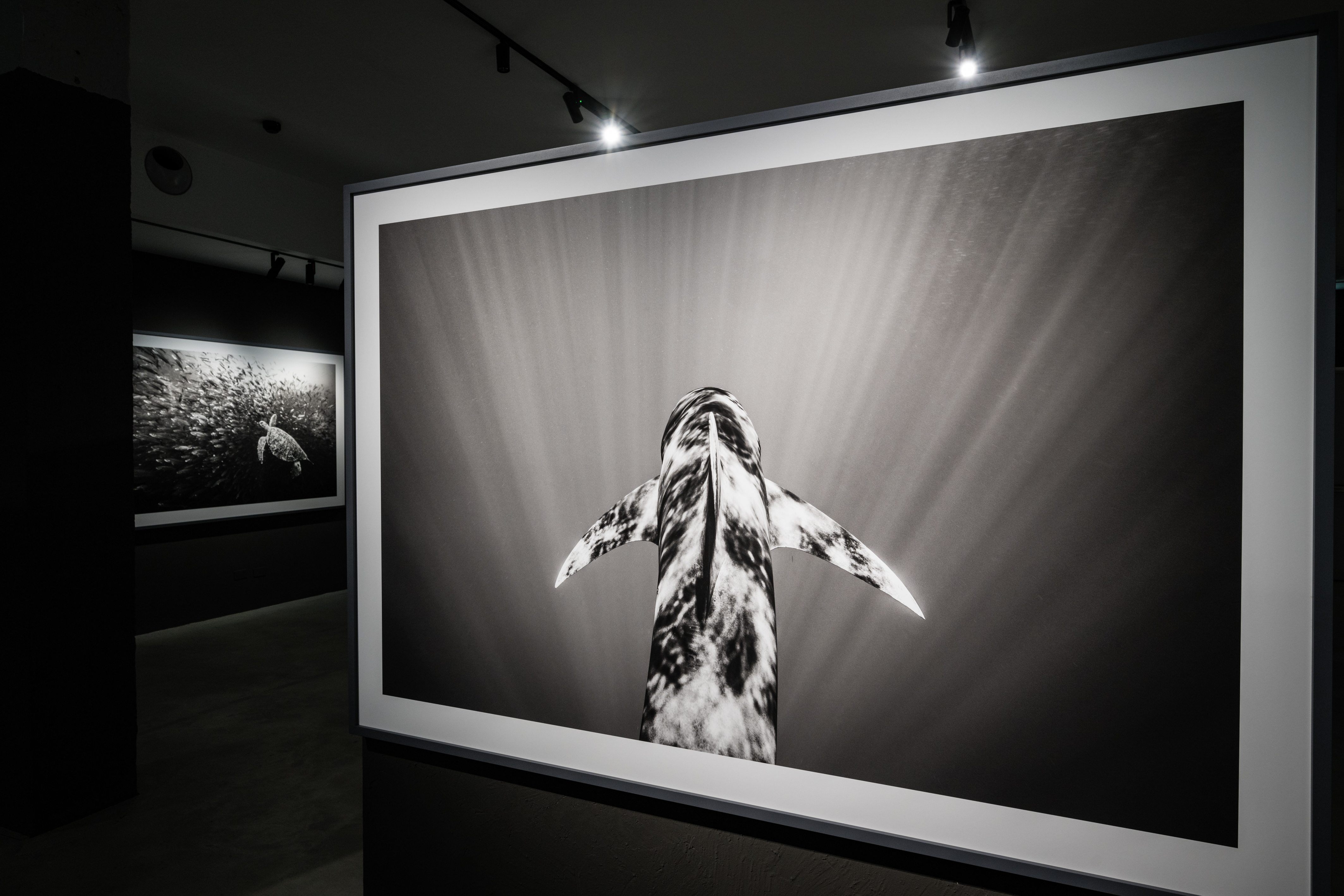 Cristina Mittermeier.Cristina Mittermeier. A greater wisdom - photograph of a fish