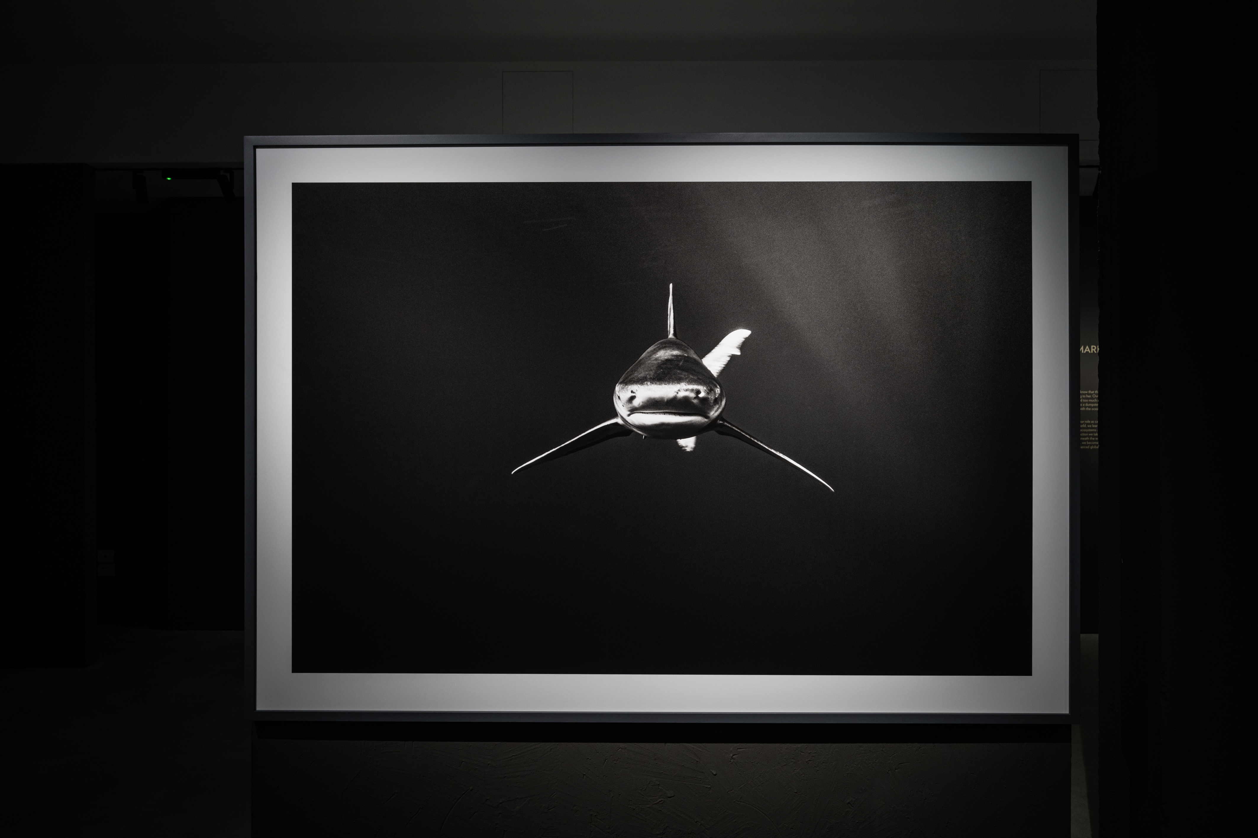 Cristina Mittermeier. Cristina Mittermeier. A greater wisdom - photograph of a shark